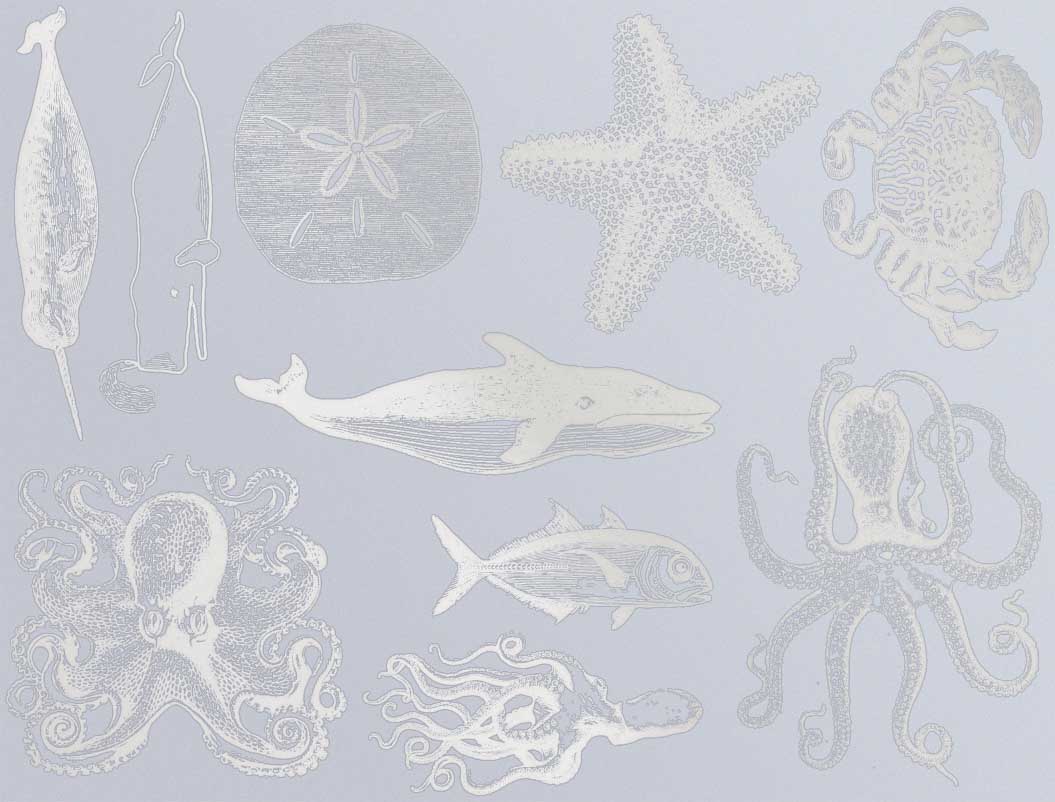 Décalcomanies de vie marine mélangée - Céramique Cône 017 - Verre fusionné - Émail