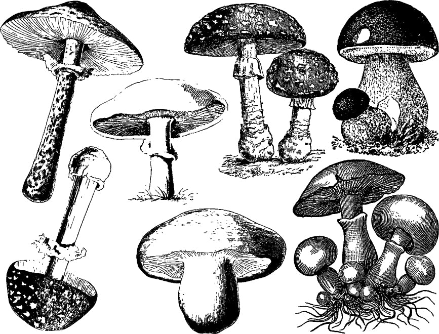 Vintage Mushroom Decals - Ceramic Cone 017 - Fused Glass - Enamel