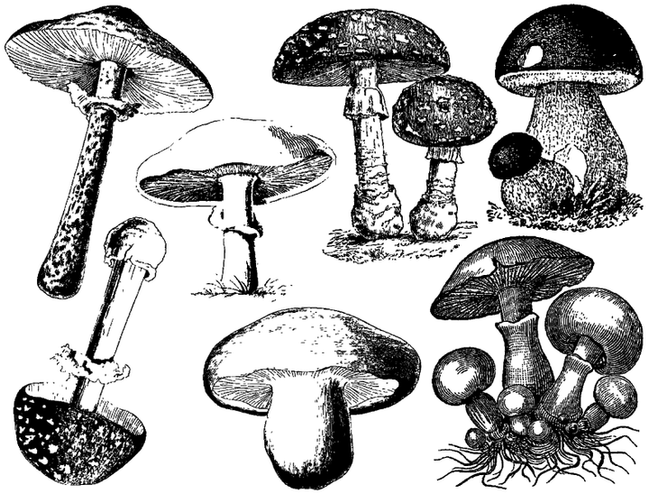 Vintage Mushroom Decals - Ceramic Cone 6 - Inglaze