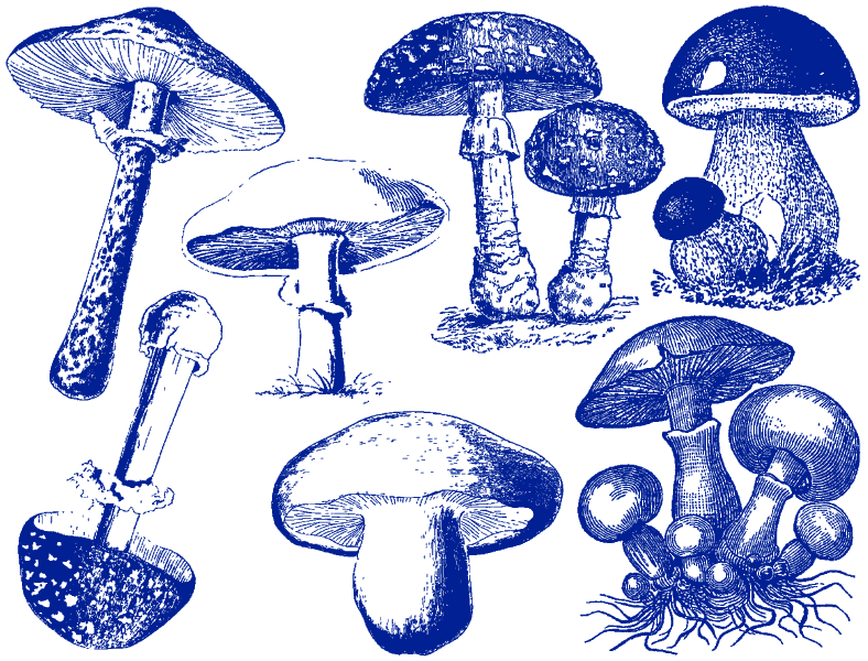 Vintage Mushroom Decals - Ceramic Cone 017 - Fused Glass - Enamel