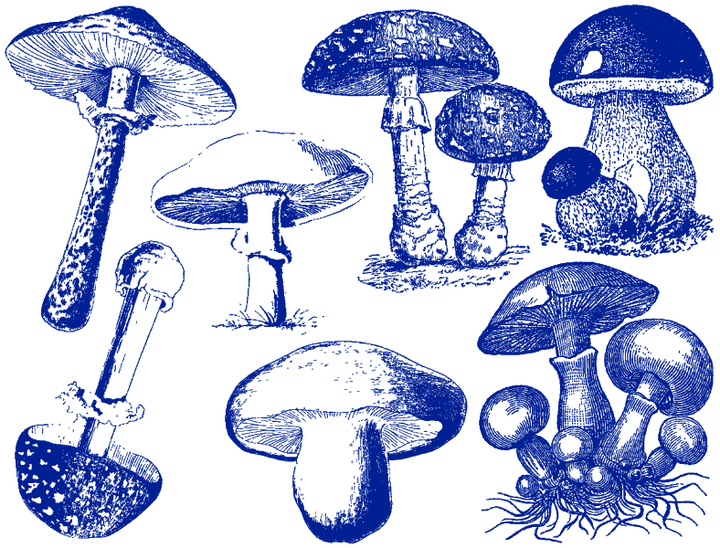 Vintage Mushroom Decals - Ceramic Cone 017 - Fused Glass - Enamel