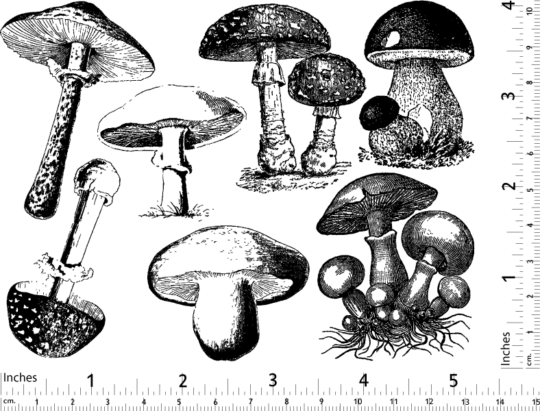 Vintage Mushroom Decals - Ceramic Cone 017 - Fused Glass - Enamel