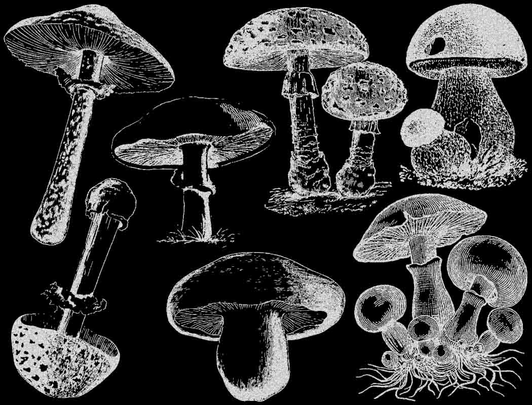 Vintage Mushroom Decals - Ceramic Cone 017 - Fused Glass - Enamel