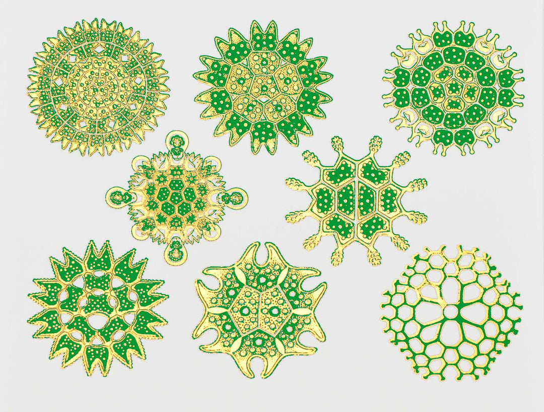 Décalcomanies forme nature #3 bicolores - Céramique Cône 017 - Verre fusionné - Émail