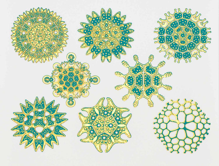 Décalcomanies forme nature #3 bicolores - Céramique Cône 017 - Verre fusionné - Émail