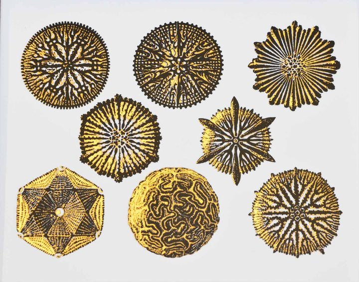 Décalcomanies bicolores forme Nature n°1 - Céramique Cône 017 - Verre fusionné - Émail