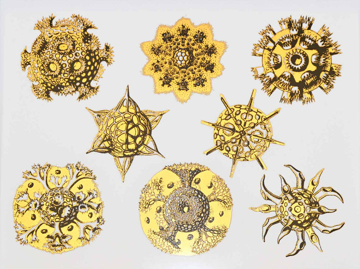 Décalcomanies forme Nature #2 bicolores - Céramique Cône 017 - Verre fusionné - Émail