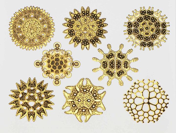 Décalcomanies forme nature #3 bicolores - Céramique Cône 017 - Verre fusionné - Émail