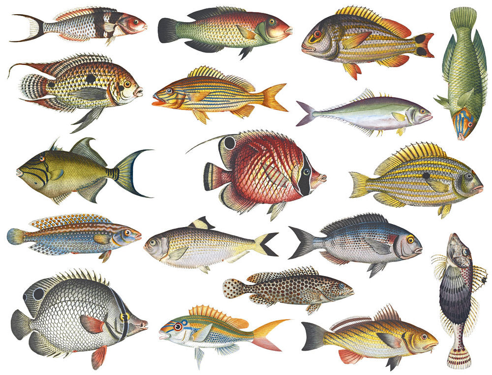 Colorful Fish #1 Decals - Cone 017 - Fused Glass 