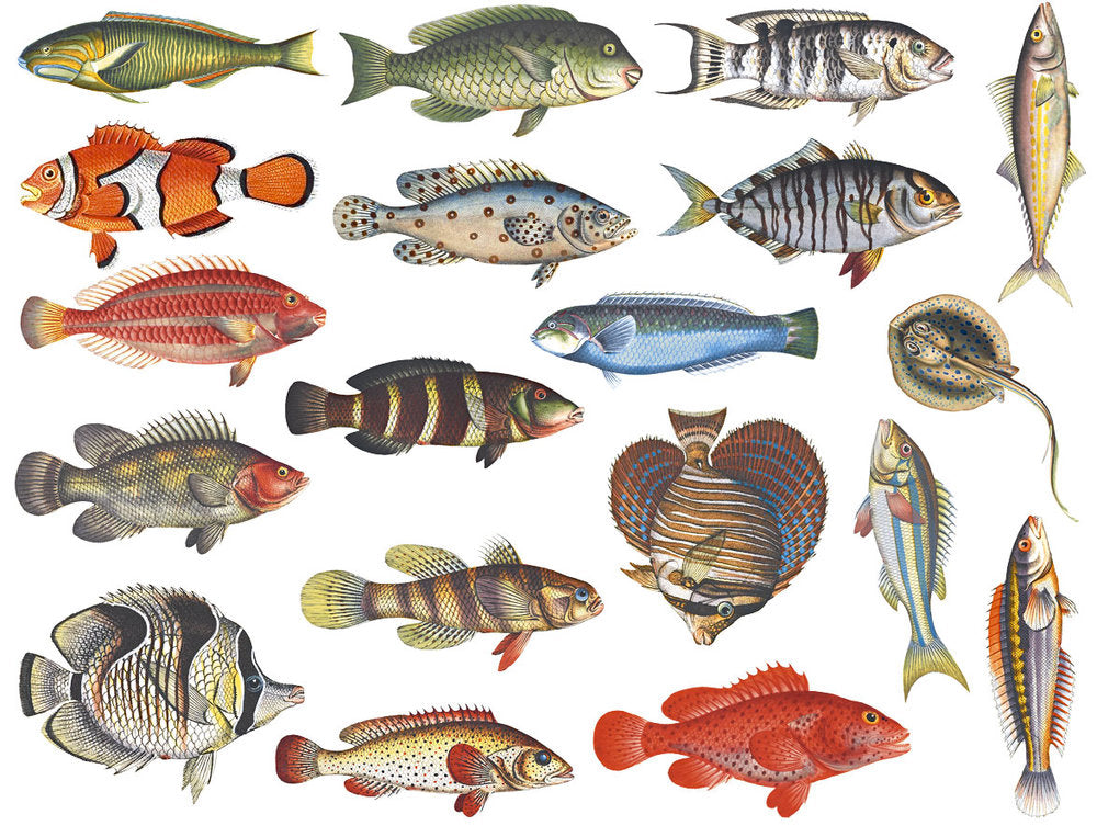Colorful Fish #2 Decals - Ceramic Inglaze 2000°F/1100°C - Food Safe ...