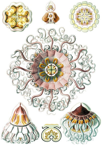 Rosa Quallen-Aufkleber - Nicht lebensmittelecht - Keramikkegel 017 - Geschmolzenes Glas