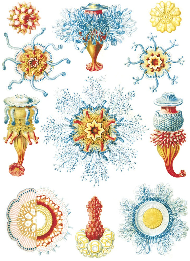 Créatures marines rouges/bleues Décalcomanies - Non adapté pour Produits Alimentaires - Céramique Cône 017 - Verre fusionné - Émail