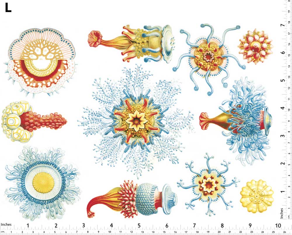 Créatures marines rouges/bleues Décalcomanies - Non adapté pour Produits Alimentaires - Céramique Cône 017 - Verre fusionné - Émail