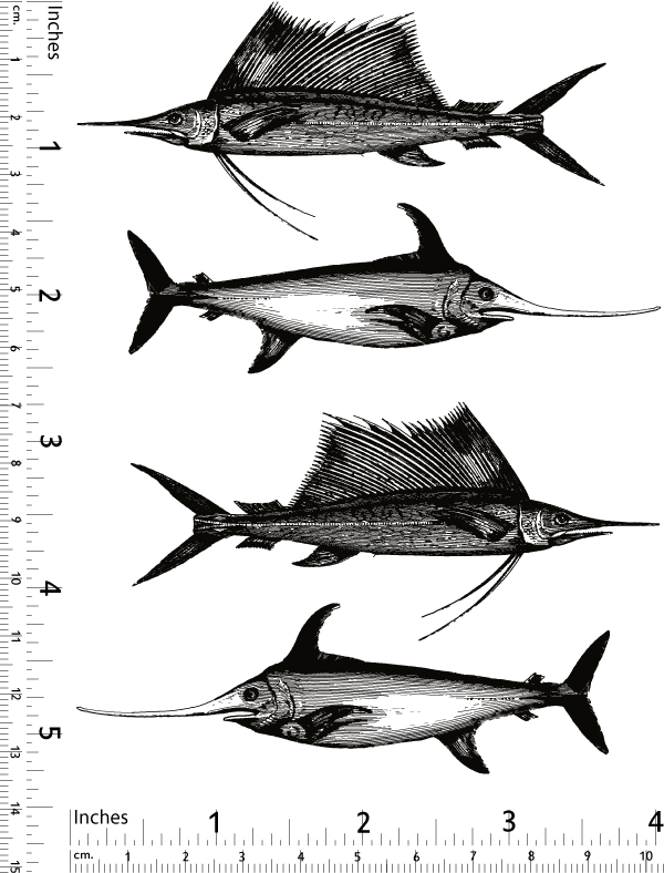 Sailfish Decals - Glassware - Enamel