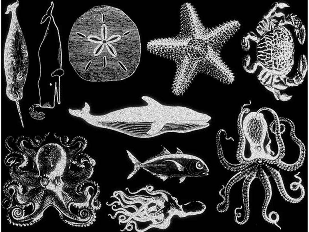 Décalcomanies de vie marine mélangée - Céramique Cône 017 - Verre fusionné - Émail