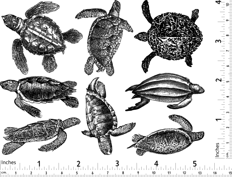 Tortue de mer Décalcomanies - Verrerie - Émail