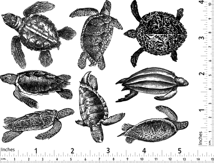 Tortue de mer Décalcomanies - Verrerie - Émail
