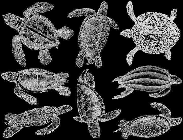 Tortue de mer Décalcomanies - Verrerie - Émail