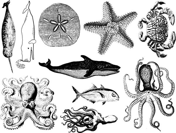 Décalcomanies de vie marine mélangée - Céramique Cône 6 - En-glaçure