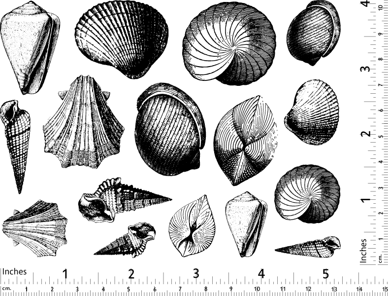 Décalcomanies Coquillages - Verrerie - Émail