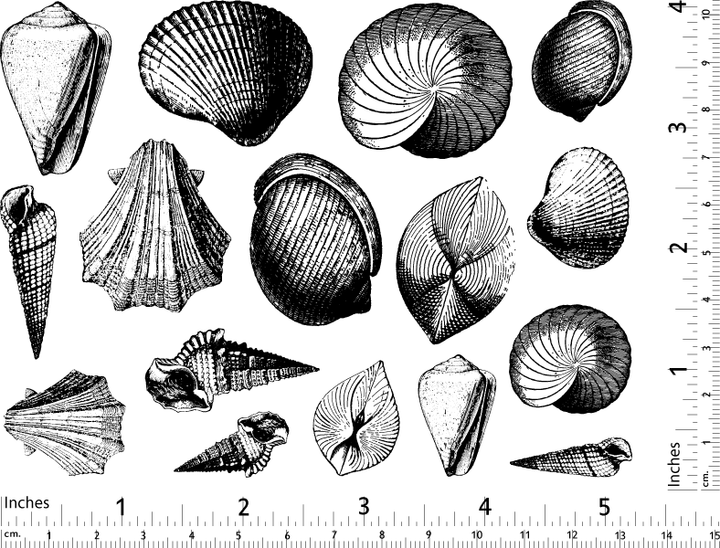 Décalcomanies Coquillages - Verrerie - Émail