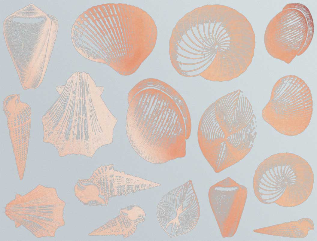 Décalcomanies Coquillage - Céramique Cône 017 - Verre fusionné - Émail