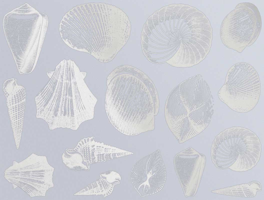 Décalcomanies Coquillage - Céramique Cône 017 - Verre fusionné - Émail