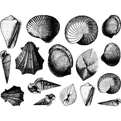 Décalcomanies Coquillage - Céramique Cône 017 - Verre fusionné - Émail