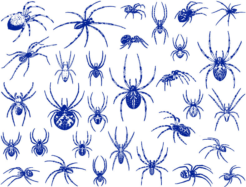 Décalcomanies Araignée - Céramique Cône 017 - Verre fusionné - Émail