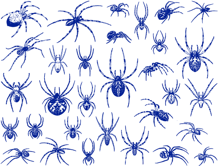 Décalcomanies Araignée - Céramique Cône 017 - Verre fusionné - Émail