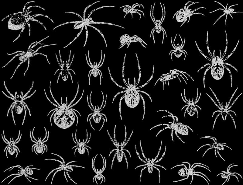 Décalcomanies Araignée - Céramique Cône 017 - Verre fusionné - Émail