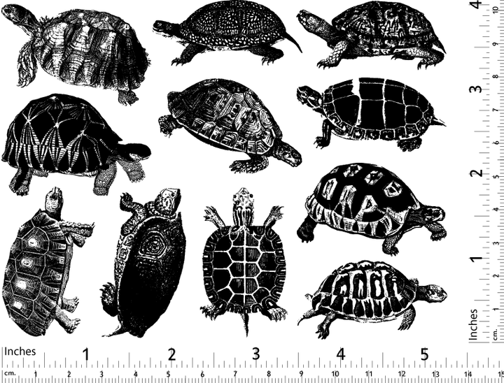 Décalcomanies de tortues terrestres et de tortues - Céramique Cône 6 - En-glaçure