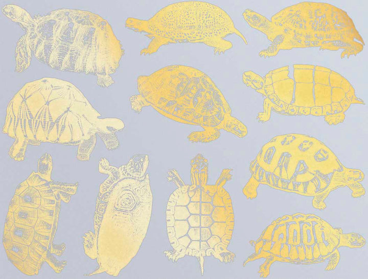 Tortues terrestres et tortues Décalcomanies - Céramique Cône 017 - Verre fusionné - Émail