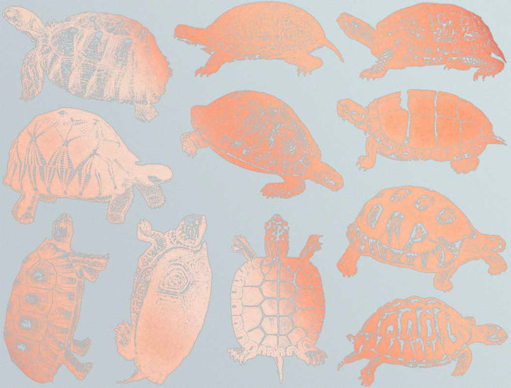 Tortues terrestres et tortues Décalcomanies - Céramique Cône 017 - Verre fusionné - Émail