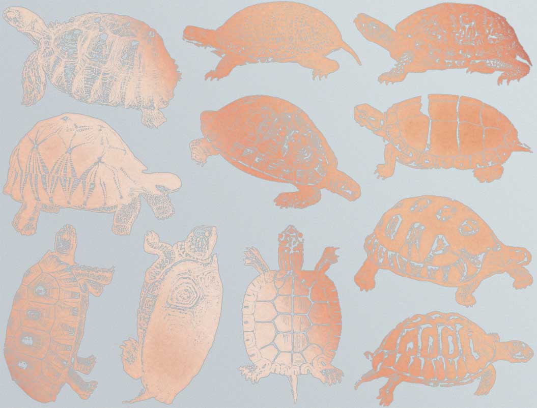Décalcomanies de tortues terrestres et de tortues aquatiques - Verrerie - Émail