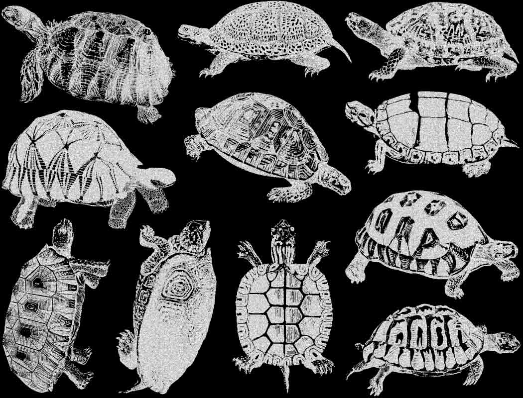 Tortues terrestres et tortues Décalcomanies - Céramique Cône 017 - Verre fusionné - Émail