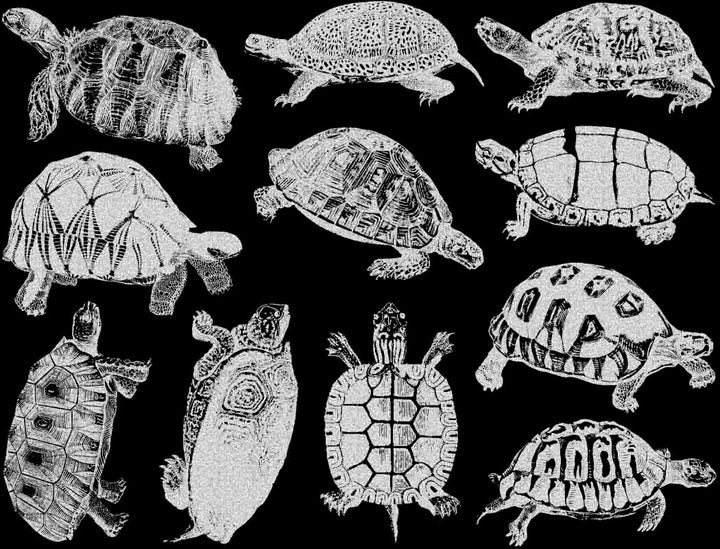 Tortues terrestres et tortues Décalcomanies - Céramique Cône 017 - Verre fusionné - Émail