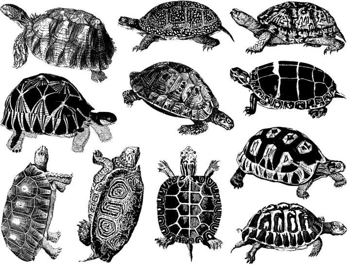 Land Turtle and Tortoise Decals - Cone 6 - Inglaze 