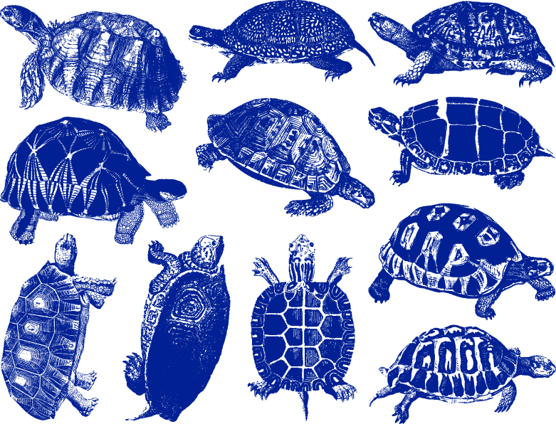 Tortues terrestres et tortues Décalcomanies - Céramique Cône 017 - Verre fusionné - Émail