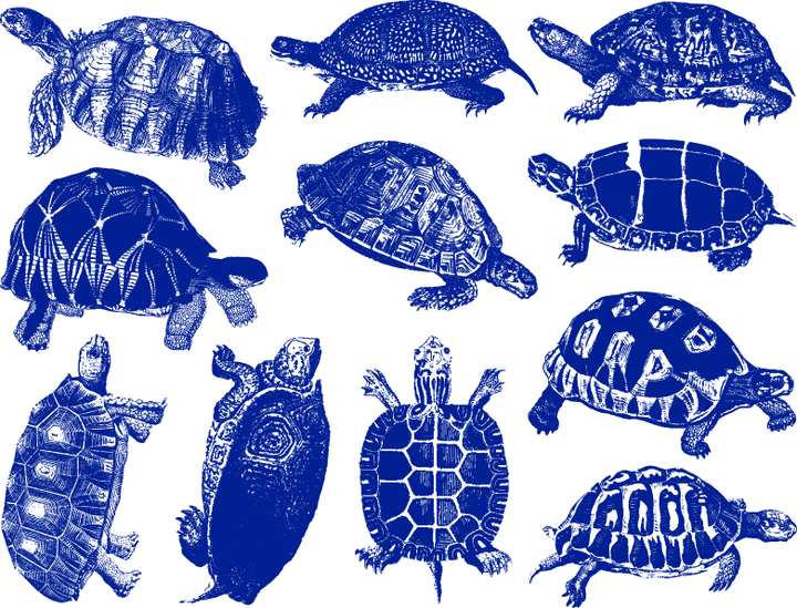 Tortues terrestres et tortues Décalcomanies - Céramique Cône 017 - Verre fusionné - Émail