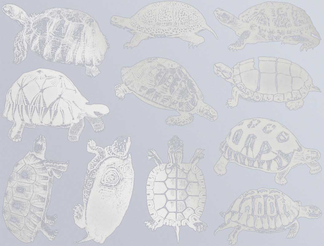 Tortues terrestres et tortues Décalcomanies - Céramique Cône 017 - Verre fusionné - Émail