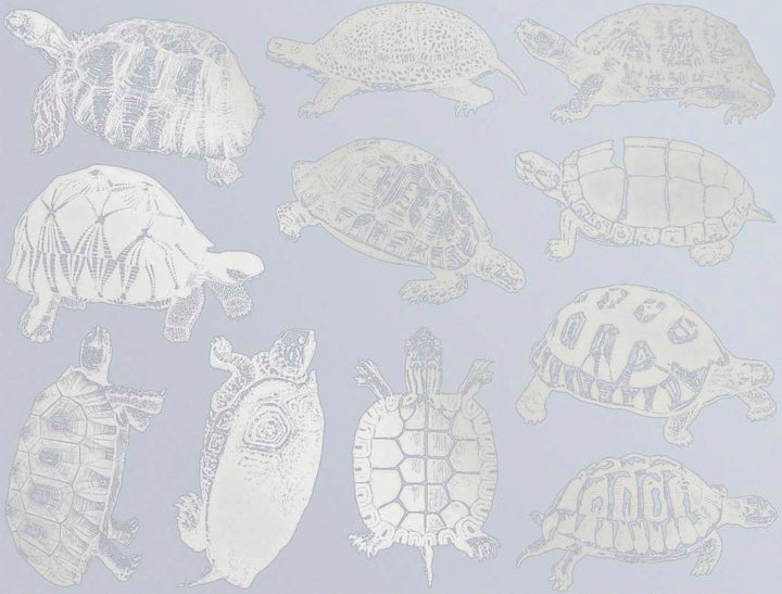 Tortues terrestres et tortues Décalcomanies - Céramique Cône 017 - Verre fusionné - Émail