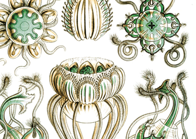 Turquoise Jellyfish Decals- Not Food Safe  - Cone 017 - Fused Glass 