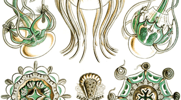 Turquoise Jellyfish Decals- Not Food Safe  - Cone 017 - Fused Glass 