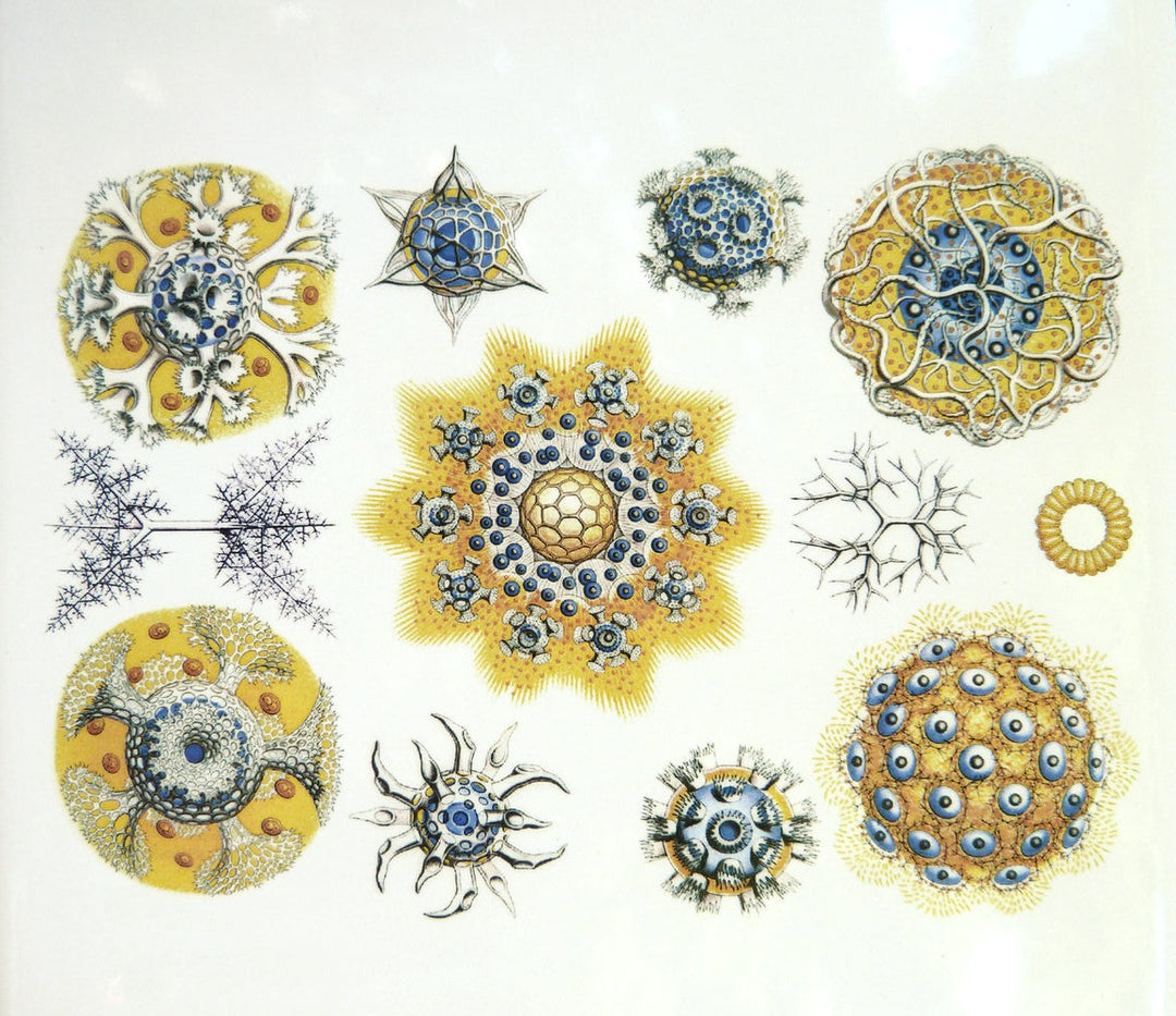 Blue/Yellow Sea Creature Decals- Not Food Safe  - Cone 017 - Fused Glass 