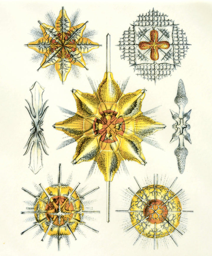 Yellow Sea Creature Decals- Not Food Safe  - Cone 017 - Fused Glass 