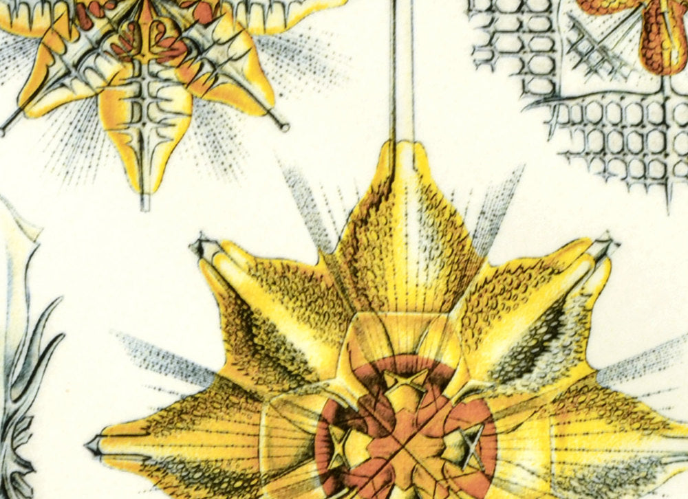 Yellow Sea Creature Decals- Not Food Safe  - Cone 017 - Fused Glass 