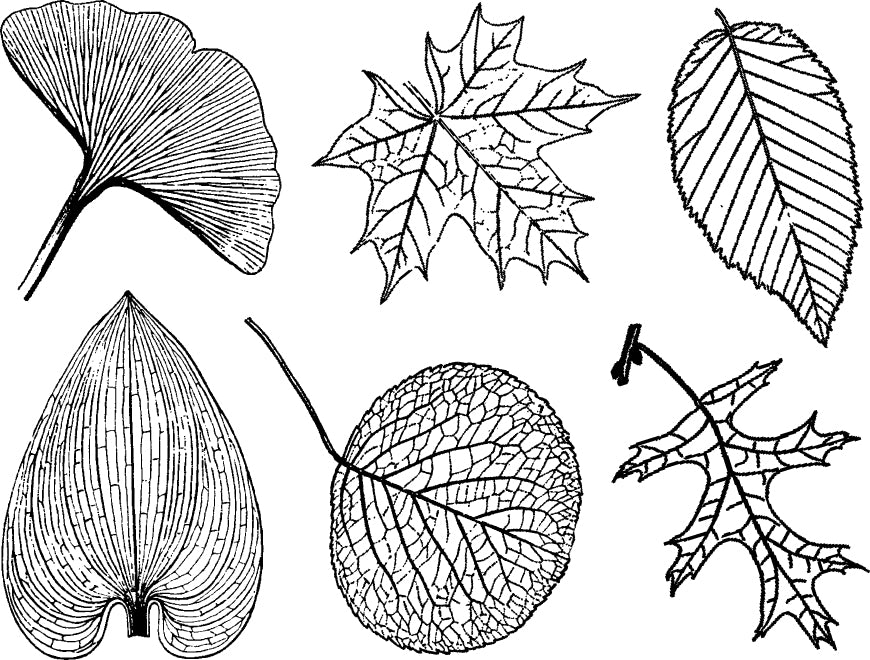Large Leaf Decals - Cone 6 - Inglaze 