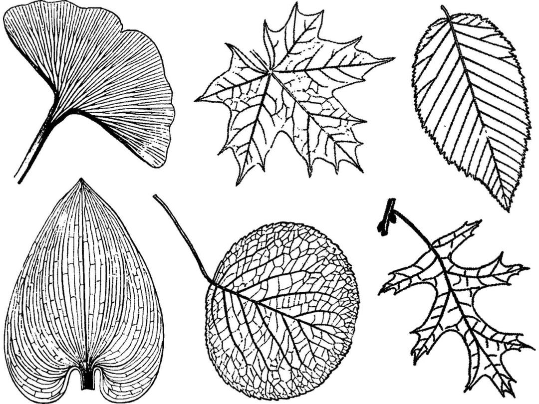 Grandes Feuilles Décalcomanies - Céramique Cône 017 - Verre Fusionné - Émail