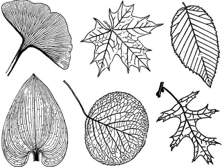 Grandes Feuilles Décalcomanies - Céramique Cône 017 - Verre Fusionné - Émail
